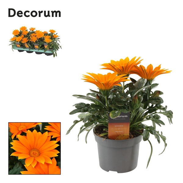Gazania Giant Deep Orange