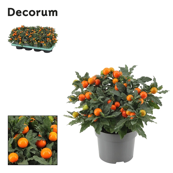 Solanum Pseudocapsicum Mandarin 