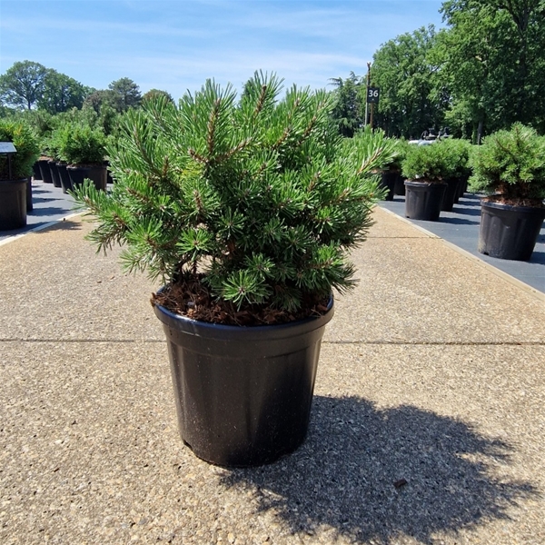Pinus Mugo Klostergrün