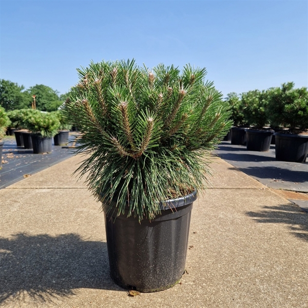 Pinus Nigra Brepo