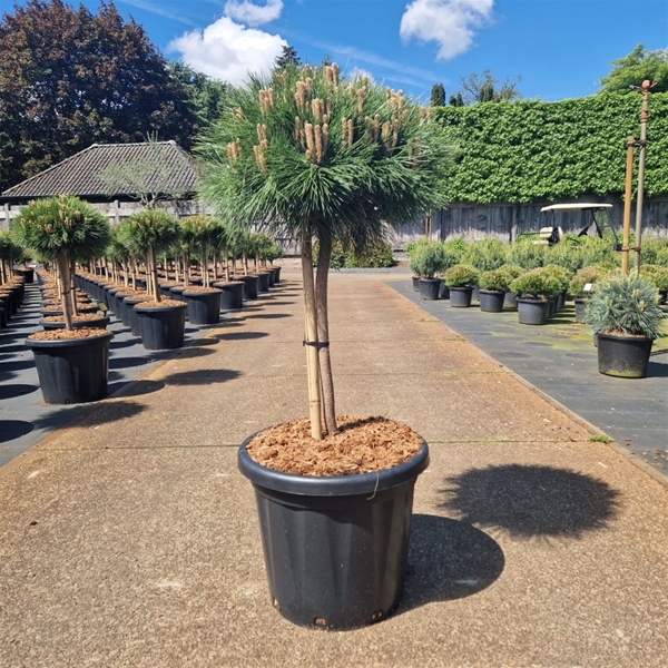Pinus Nigra Marie Bregeon 40cm Stam