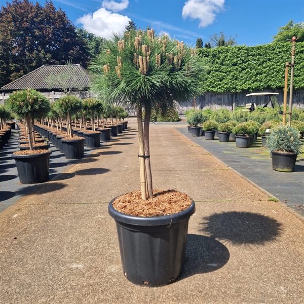 Pinus Nigra Marie Bregeon 40cm Stam