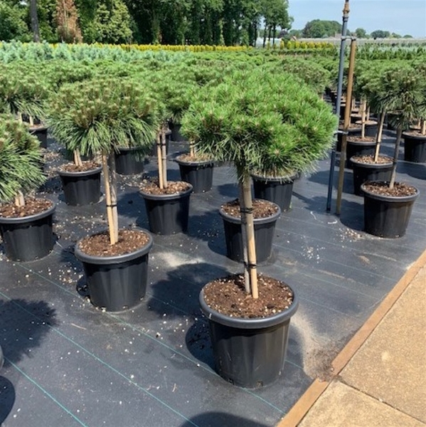 Pinus Nigra Brepo 50cm Stam