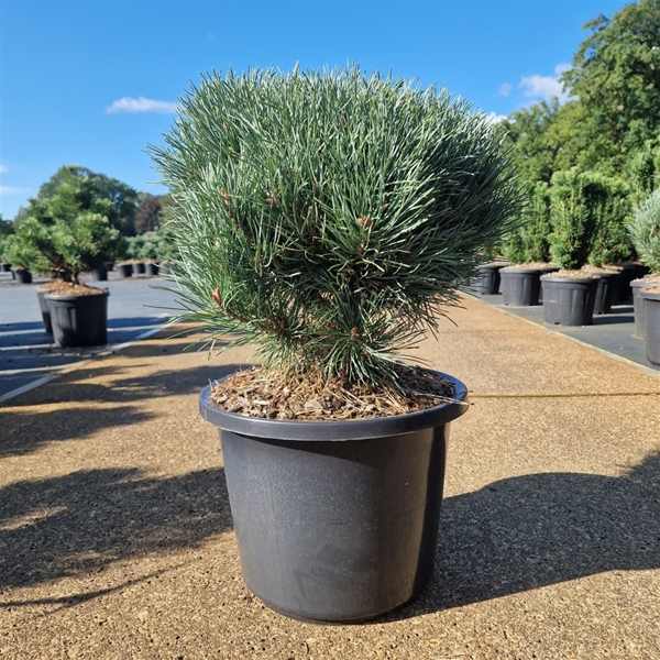 Pinus Sylvestris Watereri
