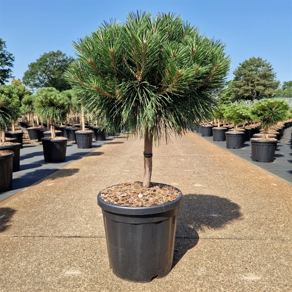 Pinus Nigra Brepo 30cm Stam
