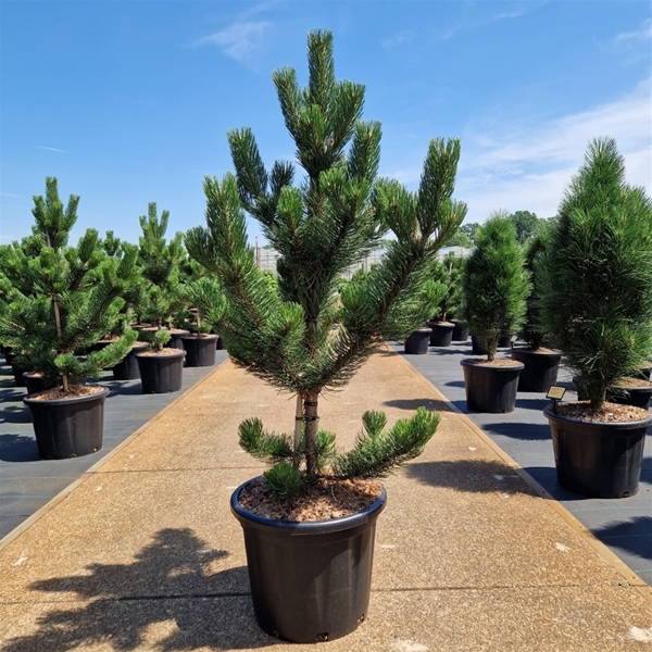 Pinus Nigra Oregon Green