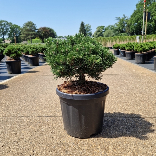 Pinus Mugo Sherwood Compact