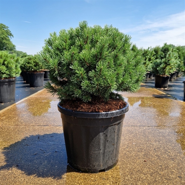 Pinus Mugo Mops