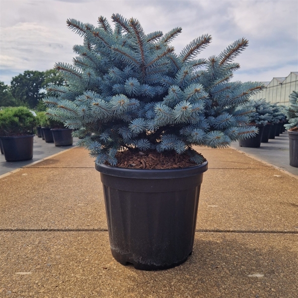 Picea Pungens Glauca Globosa