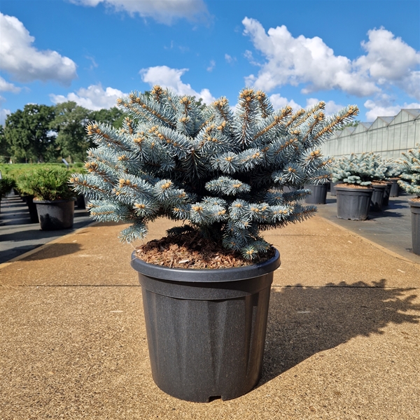 Picea Pungens Glauca Globosa