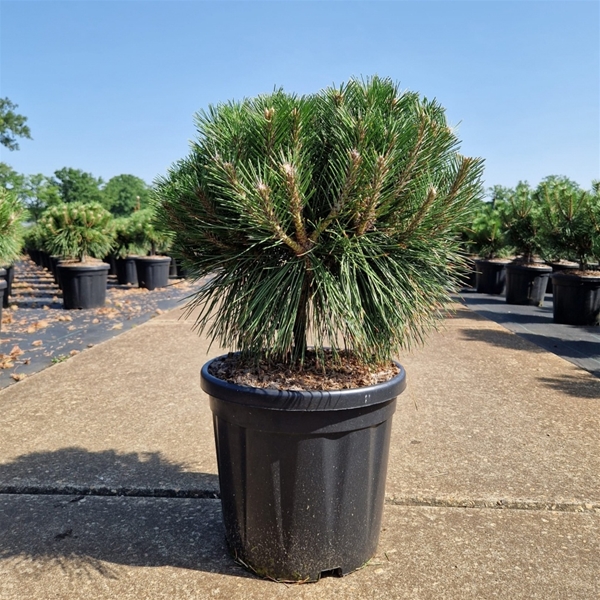 Pinus Nigra Brepo 10cm Stam