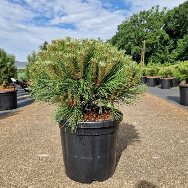 Pinus Nigra Marie Bregeon