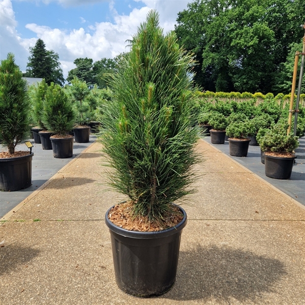 Pinus Nigra Green Tower
