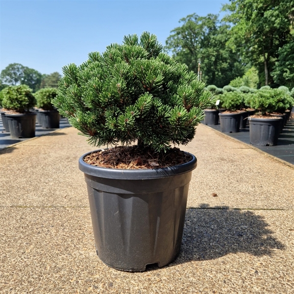 Pinus Mugo Sherwood Compact