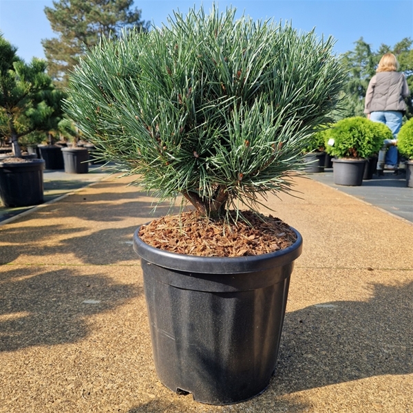 Pinus Sylvestris Watereri