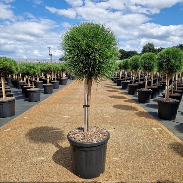 Pinus Nigra Summer Breeze 40cm Stam