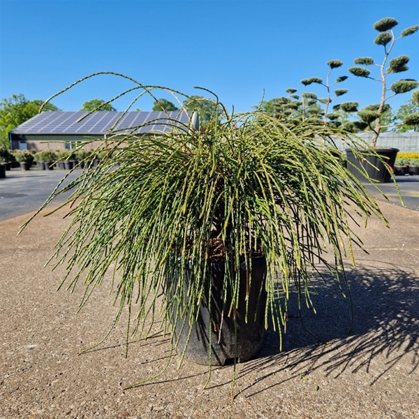 Thuja Plicata Whipcord