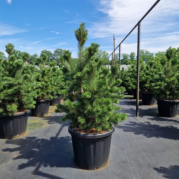 Pinus Mugo Gnom
