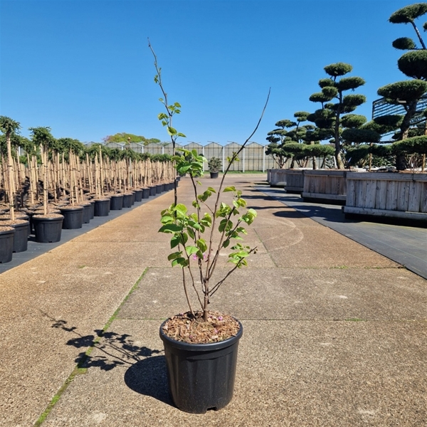 Cercis Chinensis Avondale