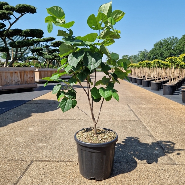 Cercis Chinensis Avondale