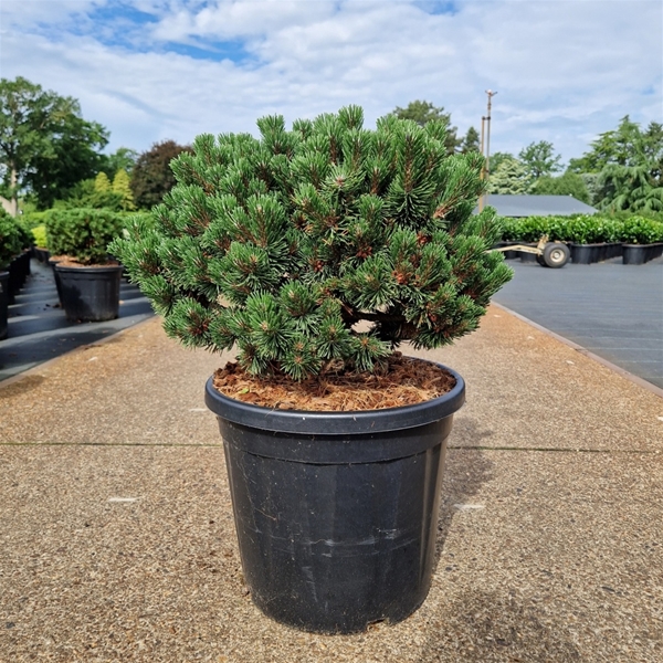 Pinus Mugo Sherwood Compact