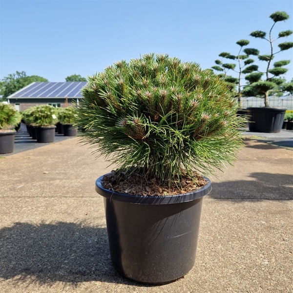 Pinus Nigra Marie Bregeon