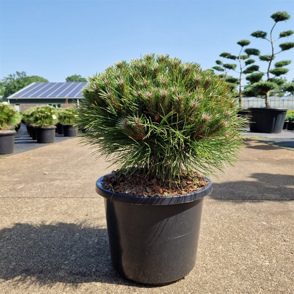 Pinus Nigra Marie Bregeon