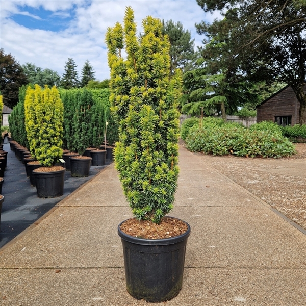 Taxus Baccata Fastigiata David