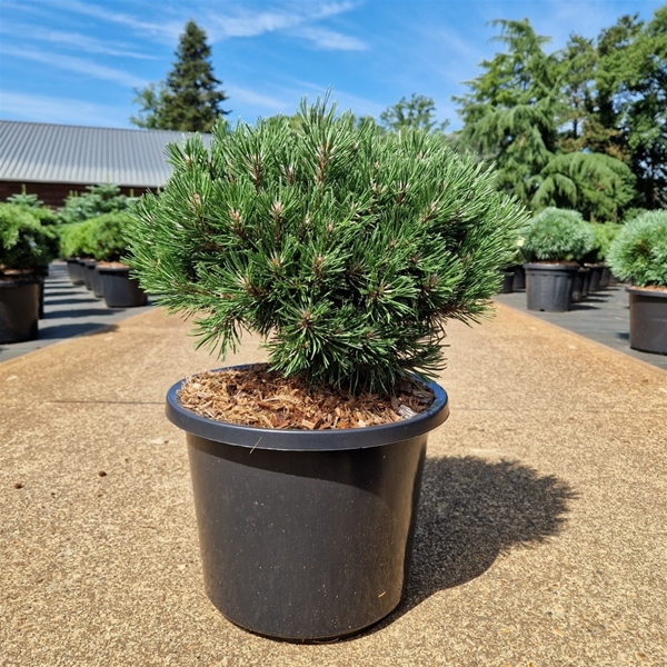 Pinus Uncinata Heideperle