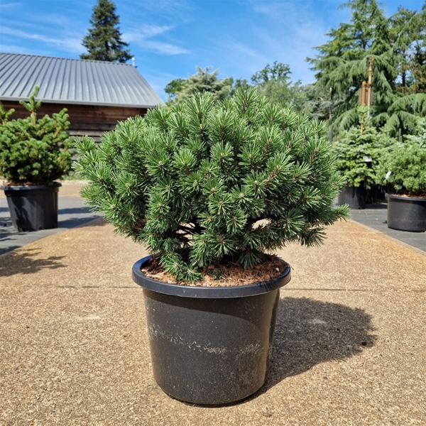 Pinus Mugo Mops