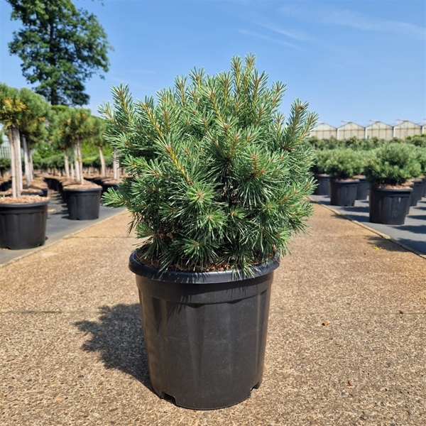Pinus Sylvestris Sandringham