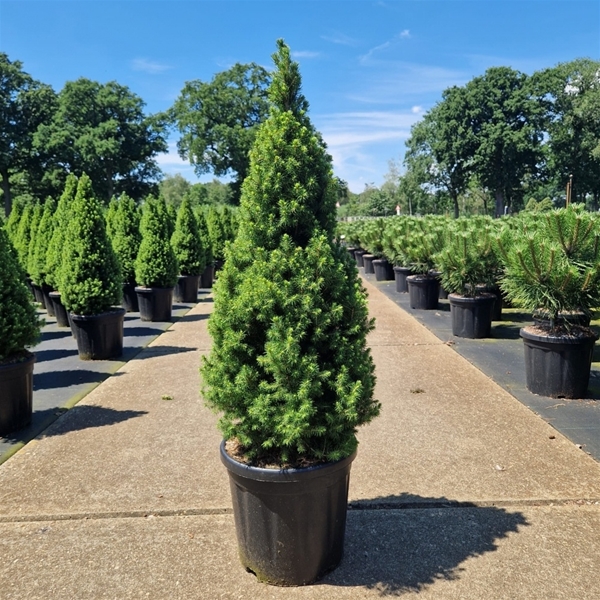 Picea glauca conica 'Perfecta'