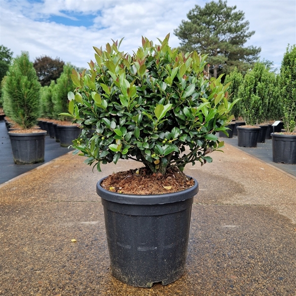 Ilex Meserveae Blue Maid 50cm Kügel