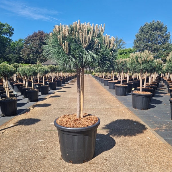 Pinus Nigra Brepo 50cm Stam
