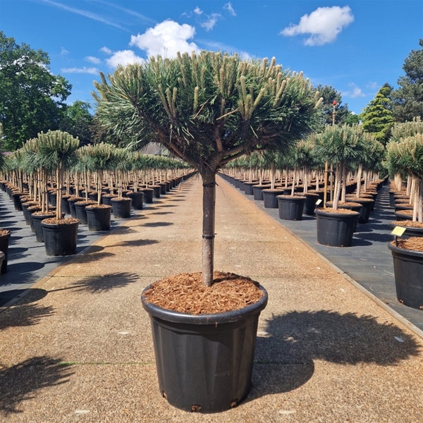 Pinus Nigra Brepo 30cm Stam