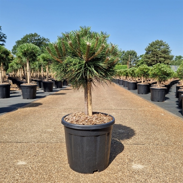 Pinus Nigra Marie Bregeon 20cm Stam
