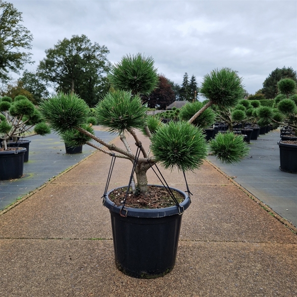 Pinus Nigra Brepo