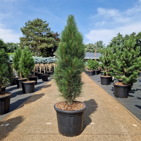 Pinus Nigra Green Tower
