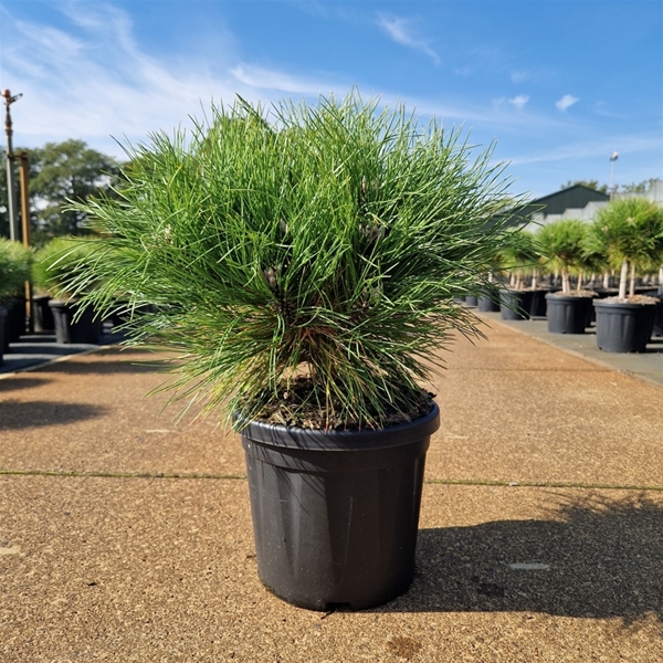 Pinus Nigra Marie Bregeon