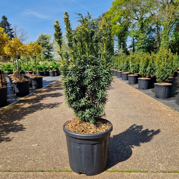 Taxus Baccata Fastigiata David