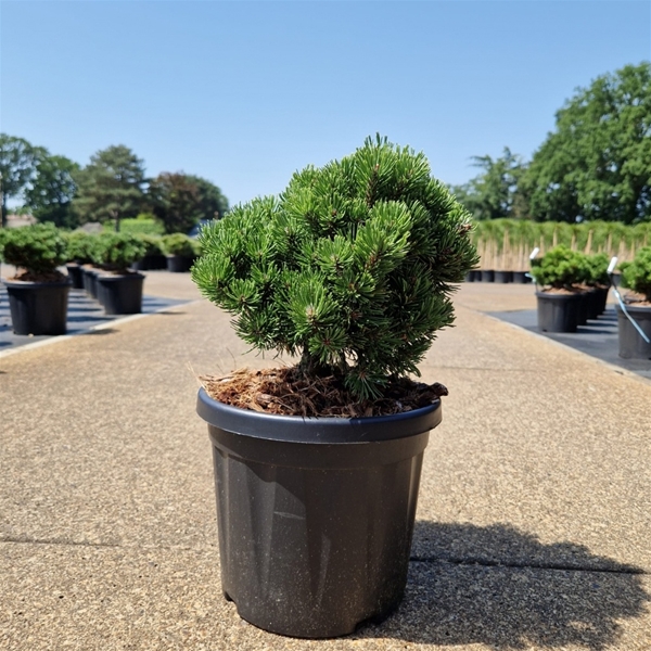 Pinus Mugo Picobello