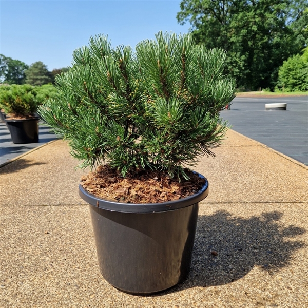 Pinus Mugo Carstens Wintergold