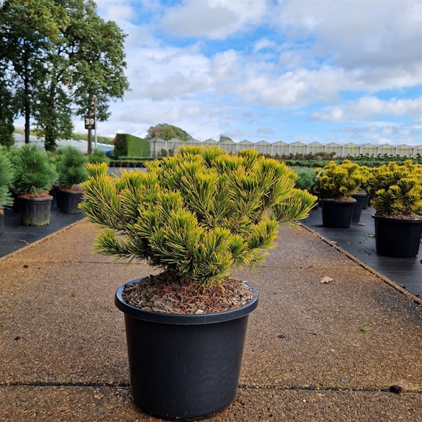 Pinus Mugo Carstens Wintergold