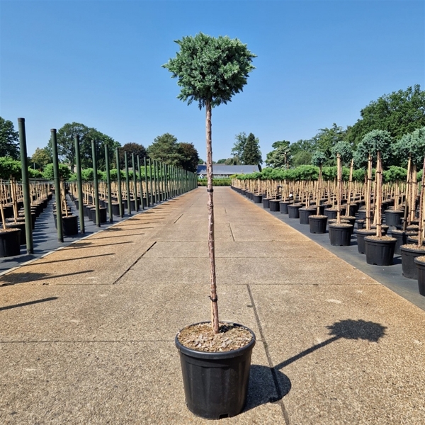 Juniperus Squamata Blue Star