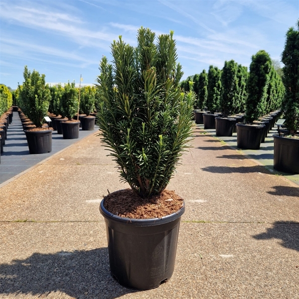 Cephalotaxus Harringtonii Fastigiata