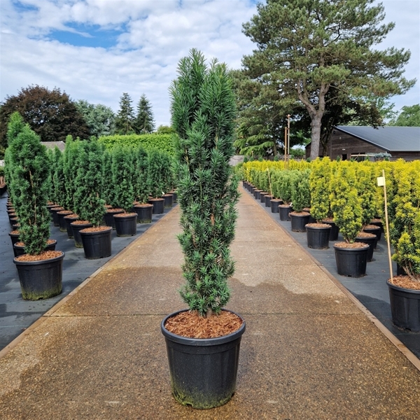 Taxus Baccata Fastigiata Robusta