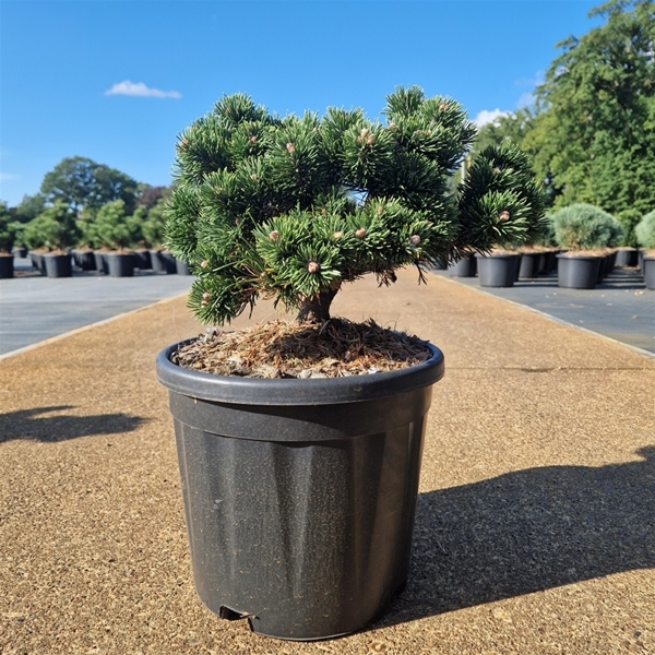 Pinus Mugo Jakobsen