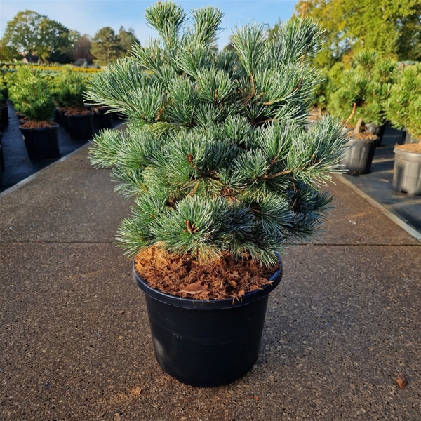 Pinus Parviflora Negishi