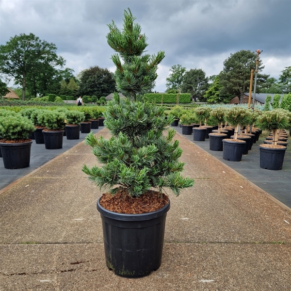Pinus Parviflora Bonnie Bergman