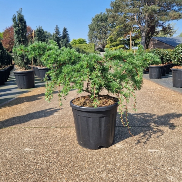 Larix Decidua Little Bogle